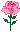 a flower for Carolyn